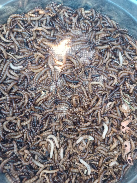 Продаётся зоофобус