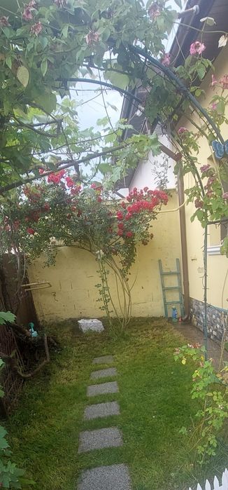 Vând arbuști mare 2 m trandafir cățărător