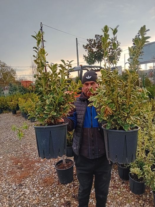 Vând eunonymus plantă naturală cu frunza veșnic verde