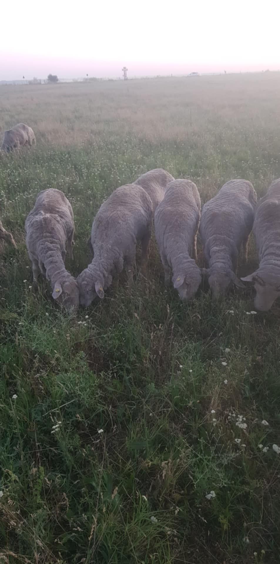 Merinos de palas