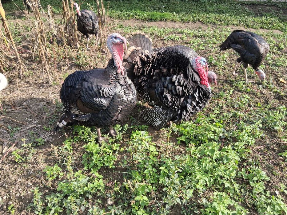 Curci si curcani hibrid bronzat, pret per kg in viu