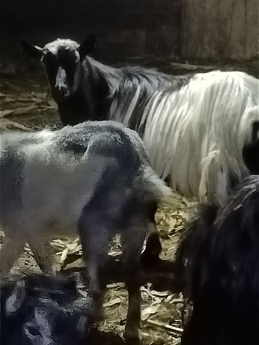 Capre carpatine tinere