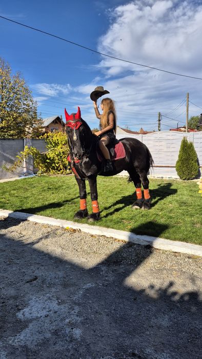 Armasar frizian pt copiii - cal de scoala