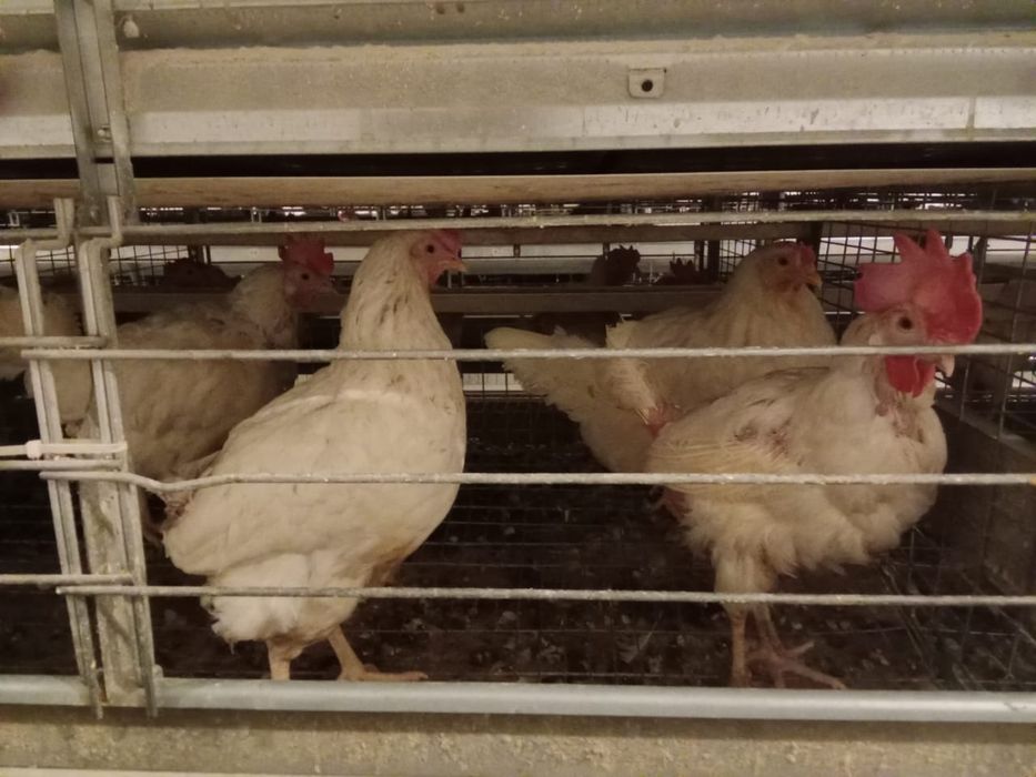 Куры несушки продажа