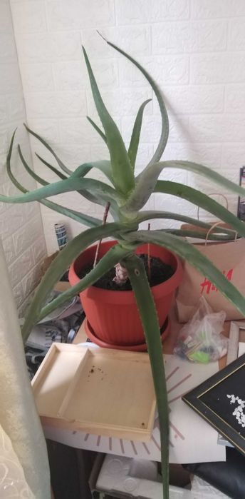 Aloe Vera, peste 5 ani