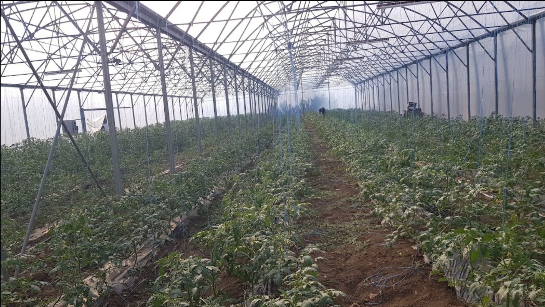 Sere Legume Florii Richel Tudora