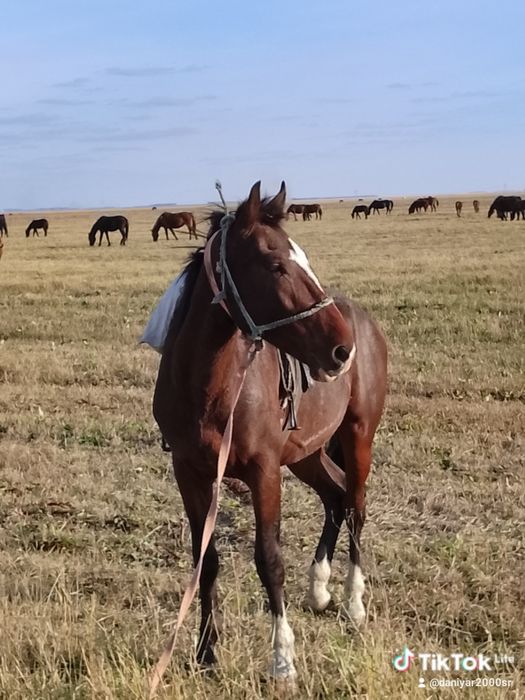 Продам лошадь молодую