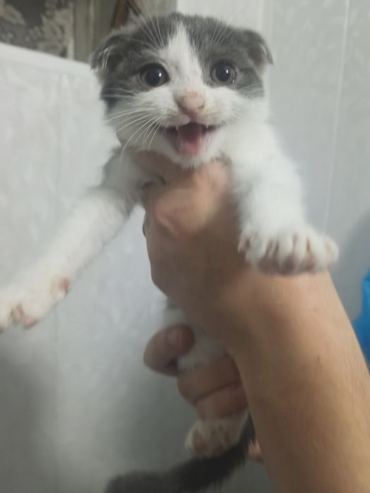 Продам котёнка-девочку (Скоттиш-фолд, 1 месяца)
