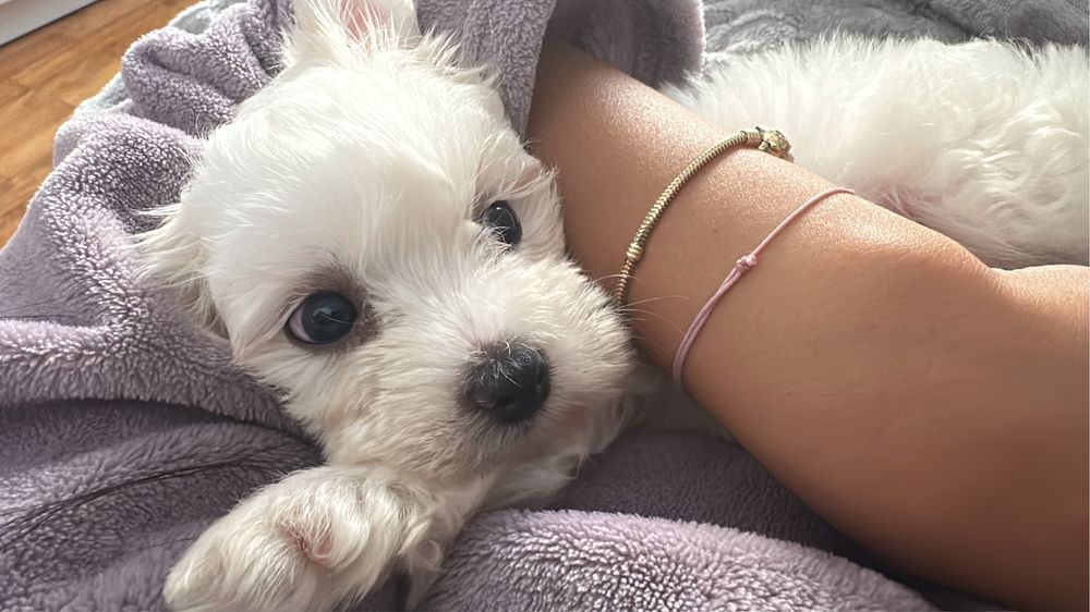 Bichon talie mica (toy)