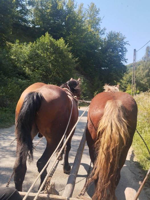 Cal de 5 ani de vanzare