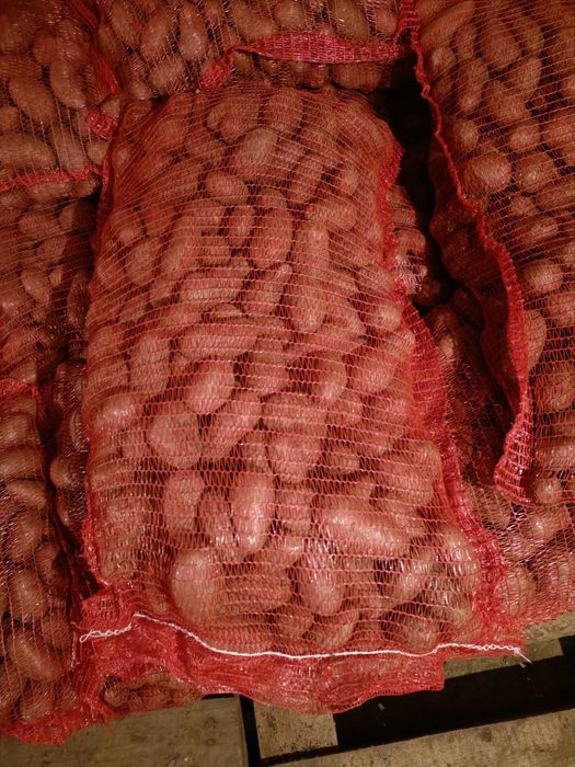 cartofi de samanta inmultire I, soiuri Riviera si Carera Carrera