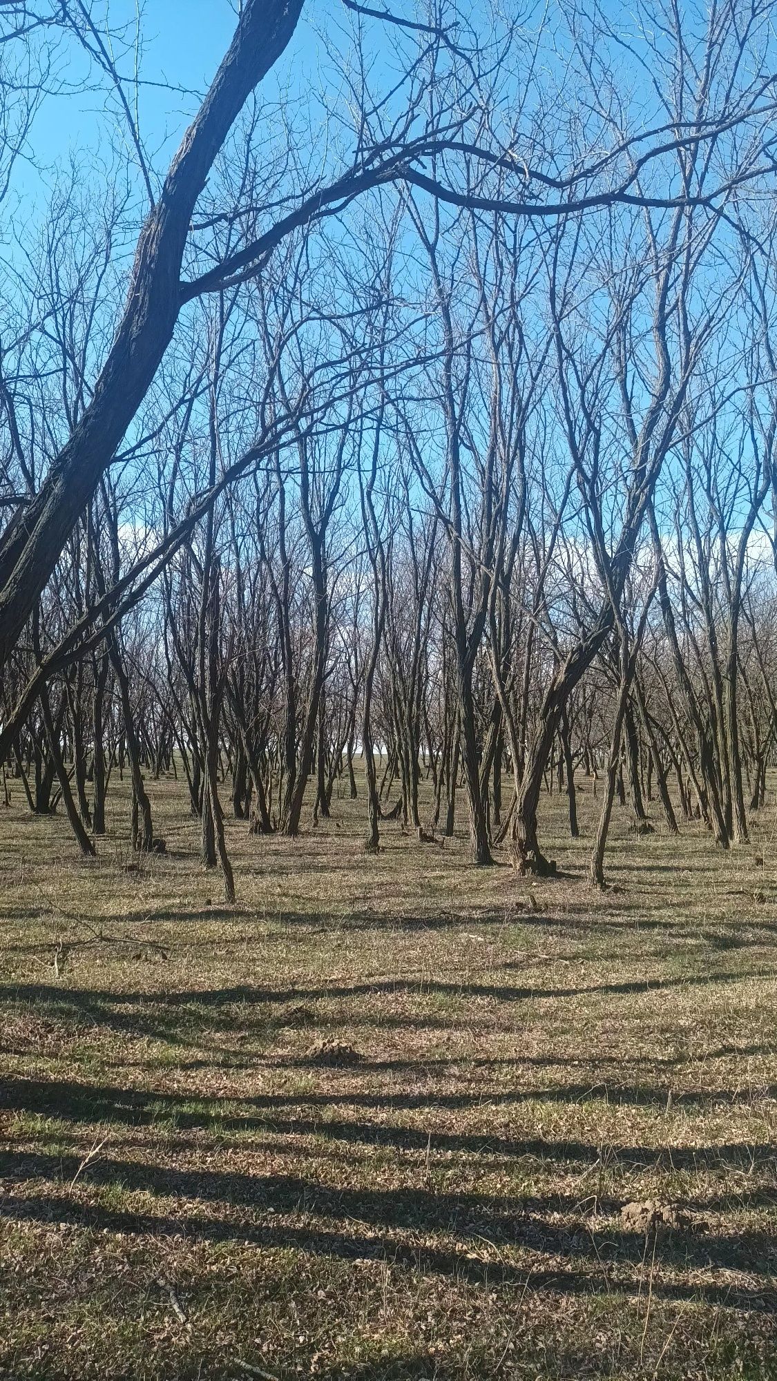 Vând 2 ha pădure de salcâm