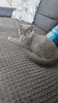 Vând Pisica British shorthair