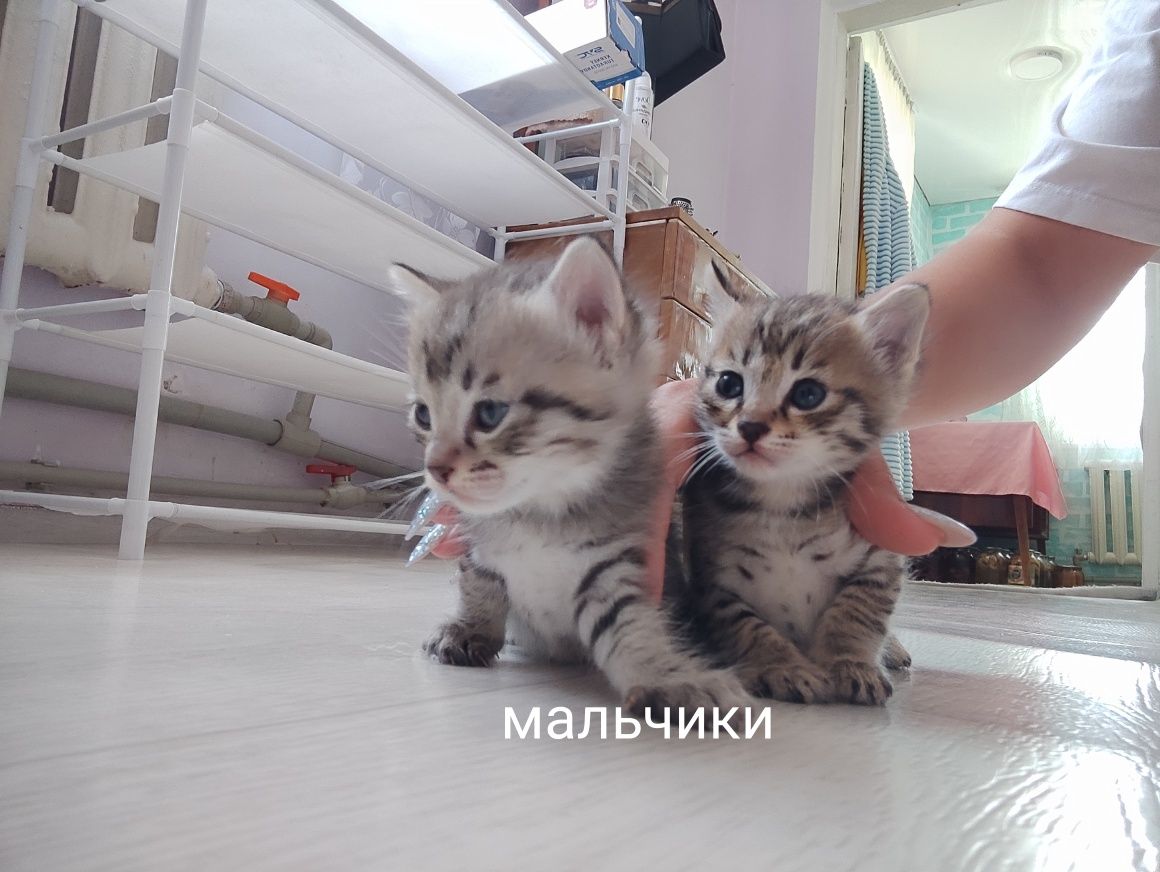 Котята в добрые руки