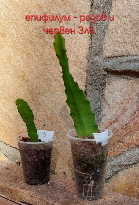 Стайни и градински растения на супер цени.