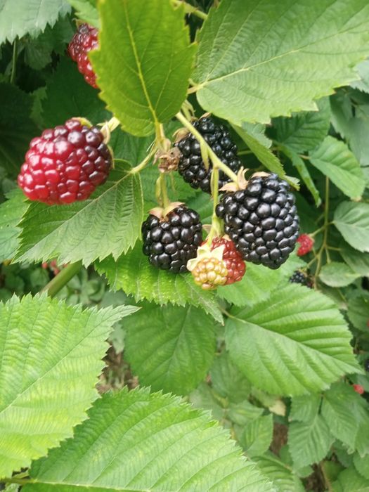 Tund gazon, curte, grădină