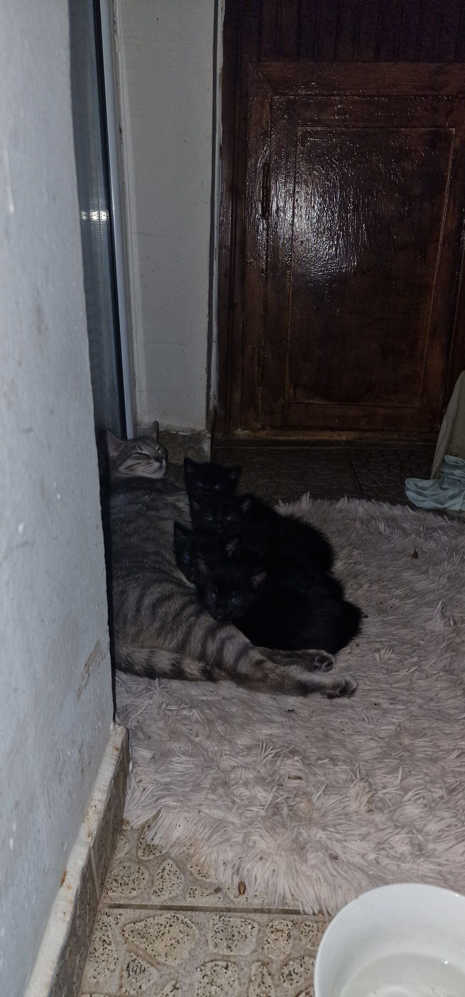 Черни котенца на 1,5 месеца