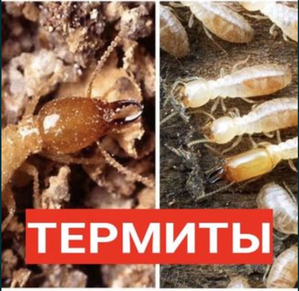 Обработка от клопов, термитов, тараканов