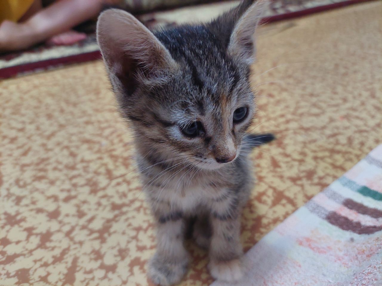 Котята бесплатно только в хорошие руки
