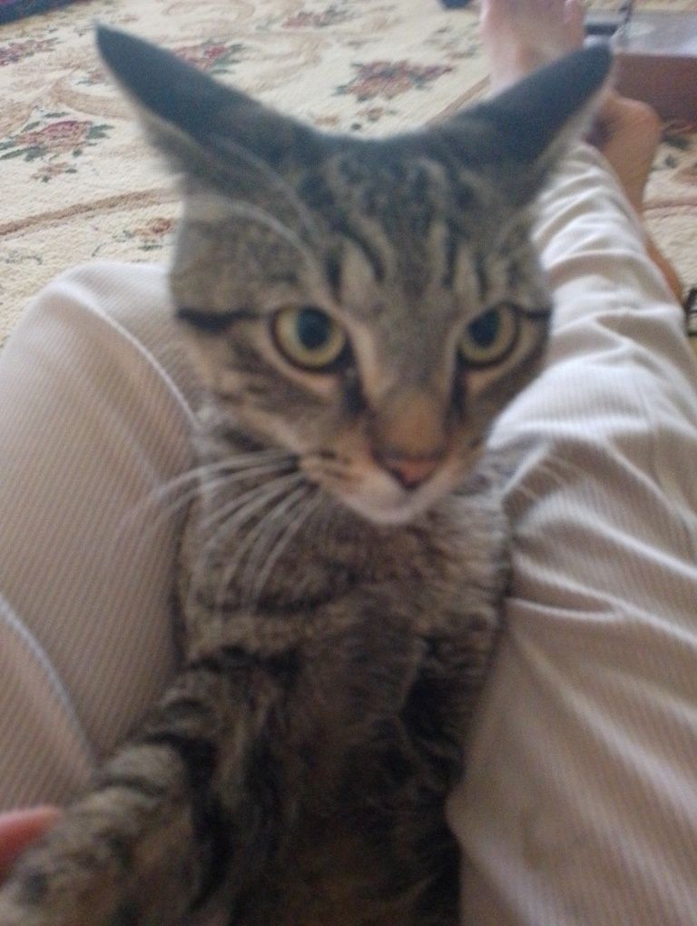 Daxshat mushk  zodor