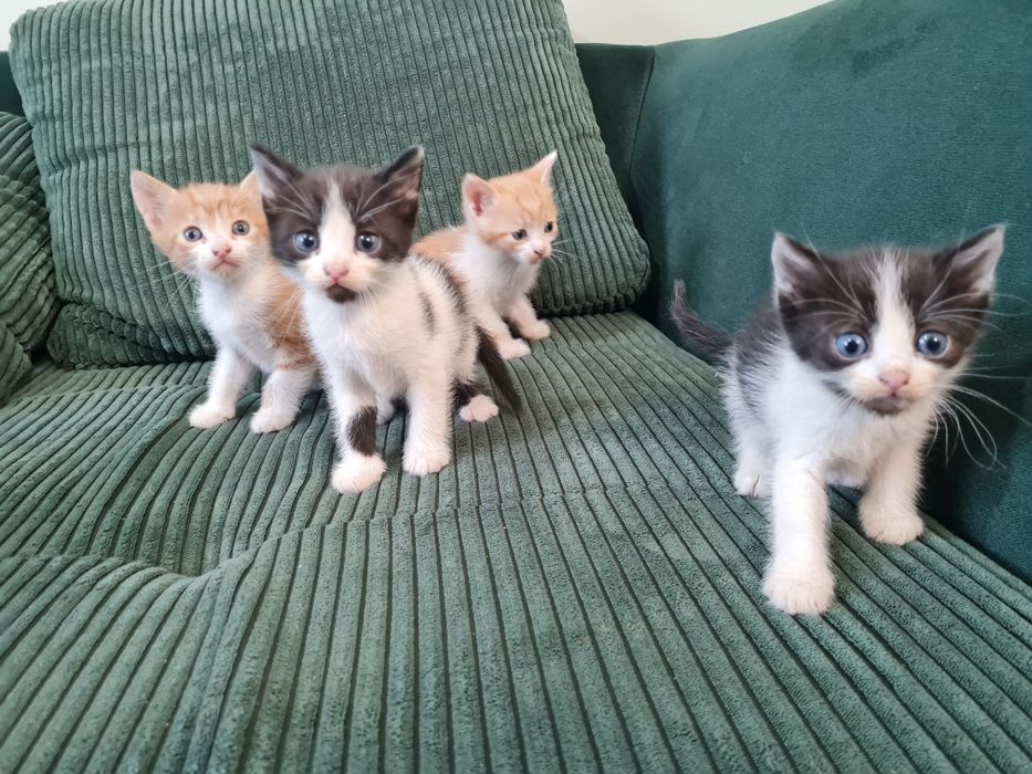 Подарявам котенца