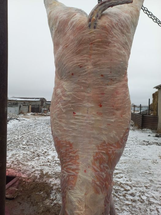 Соғым  Ет Мясо Согым Тайлар Құнандар Дөнендер Байталдар Биелер Сатылад