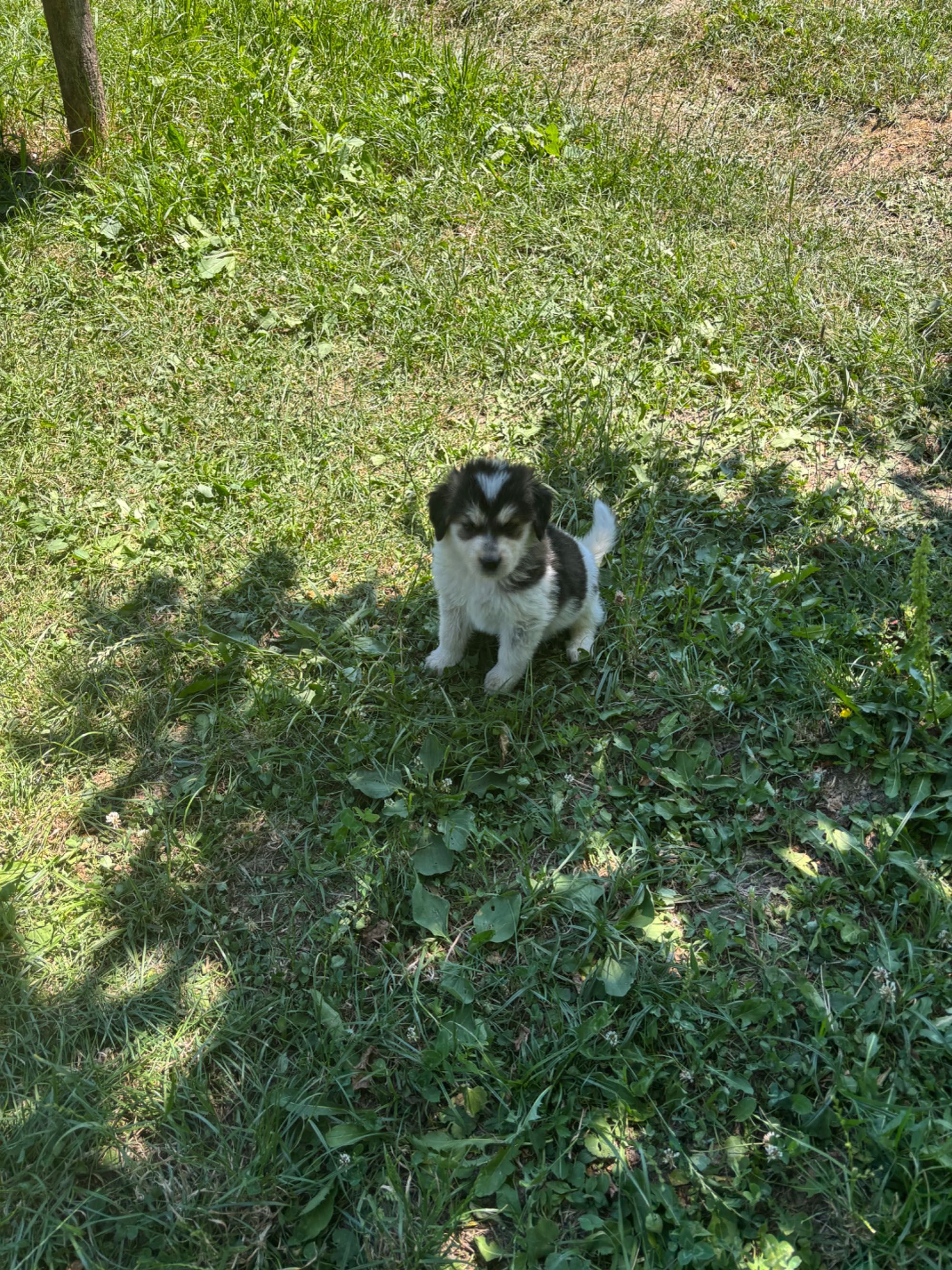Ofer cațelusi pentru adoptie