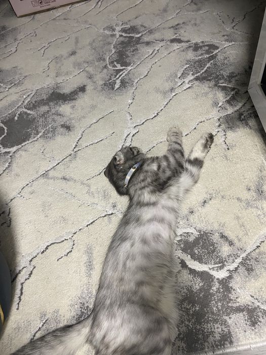 Mushuk Vislouxiy sotiladi Ogil bola