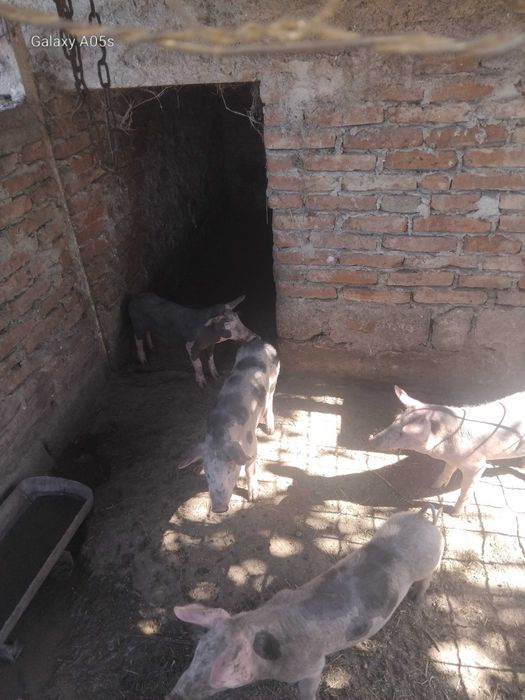 Vândâ două purcele 4 luni pe capre alpine