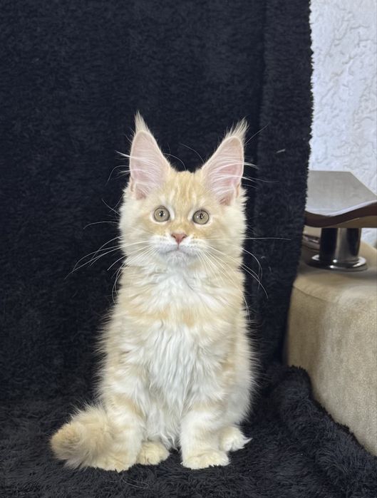 Мейн-кун котята продаётся