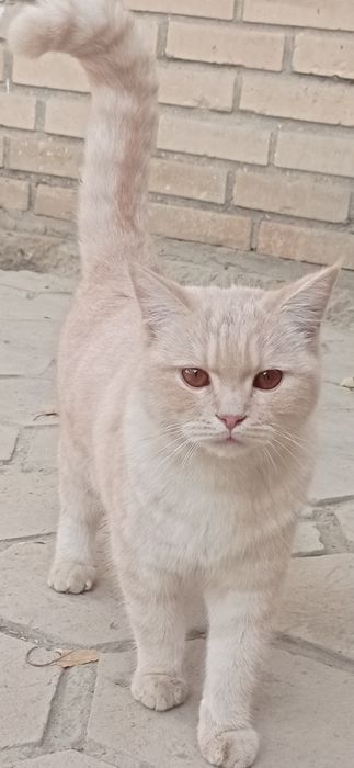 британский короткошерстный кот