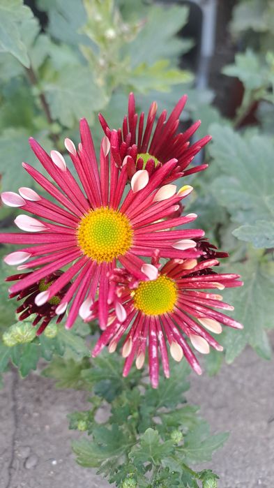 Хризантема цветы