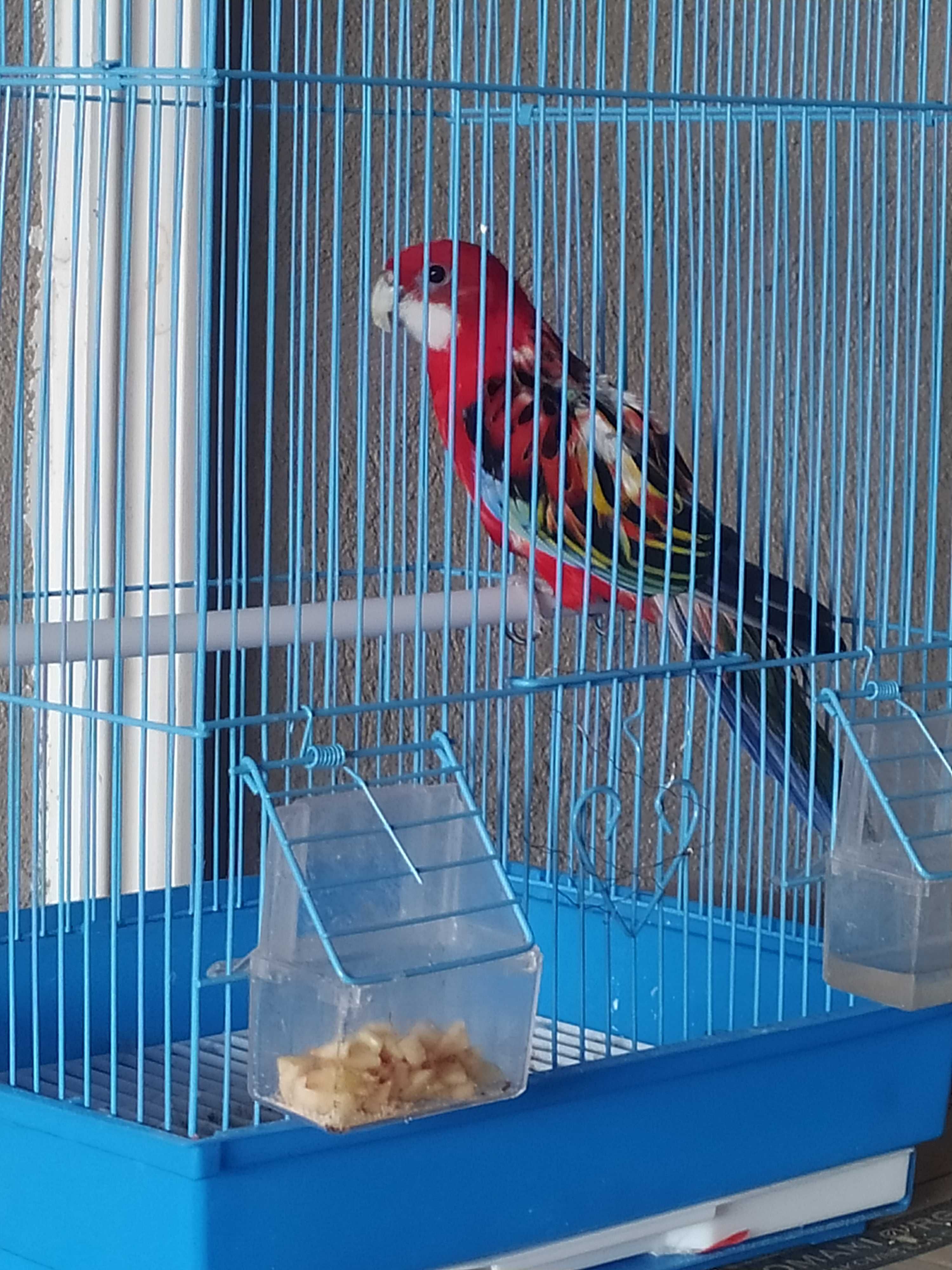 Rosella to'ti qush