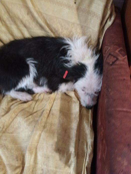 Подарява се малко кученце