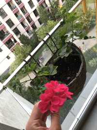 Ghiveci pentru balcon cu muscata roz. L.E. A inflorit! Poze actuale