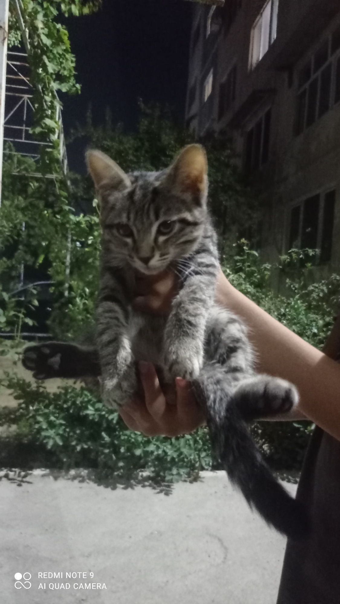 Отдам котят только хорошим и добрым руки