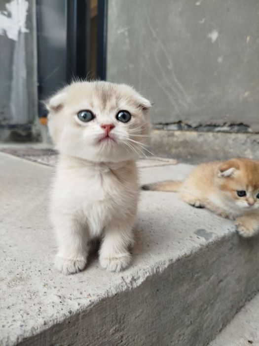 Продаются котята, порода шиншилла