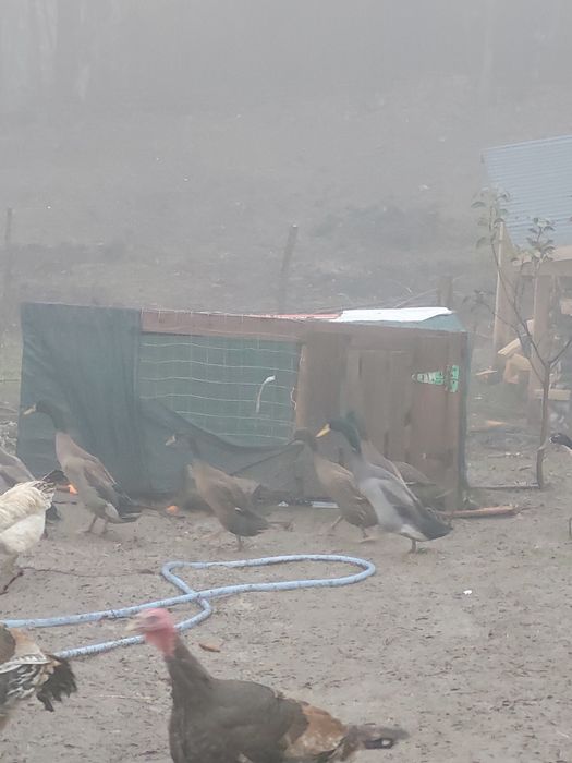 Vand curci ,curcani,rate indiene alergatoare