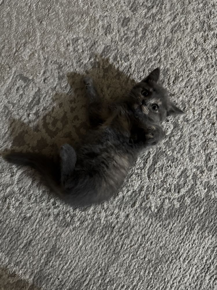 Скоттиш страйт котик