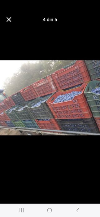 Prune de pălincă sau țuică super preț real de producător!