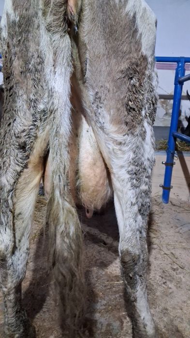 Vand sau schimb cu vacă de tăiere