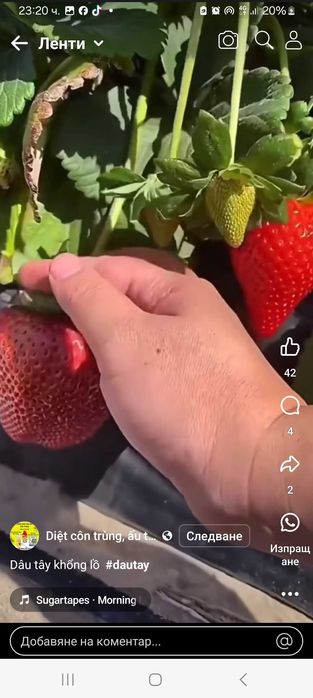 Продавам ягоди   и малини