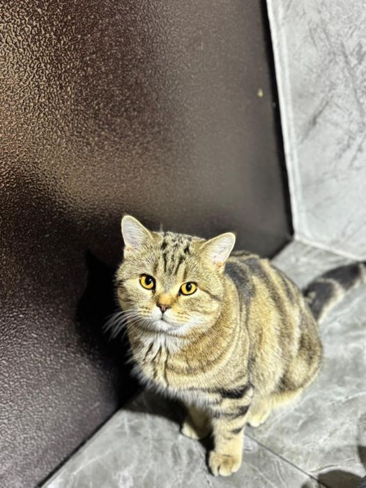 Вязка с британцем