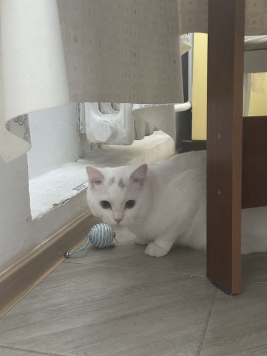 отдам БЕСПЛАТНО кота в хорошие руки