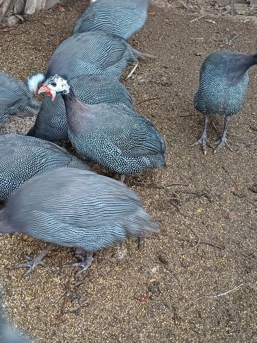 Bibilici de vânzare, preț 100 lei/bucata