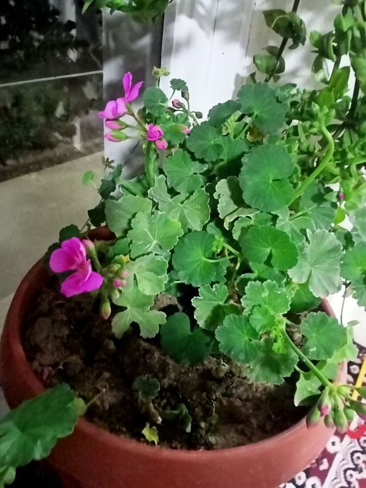 Geran uy sharoyitida ostirilgan