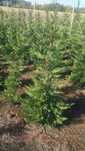 Tuia 200-220 cm - Cel mai frumos gard viu Leylandii-leilandi Chiparos