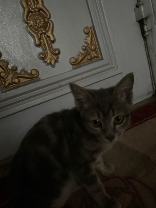 Котенок маленький