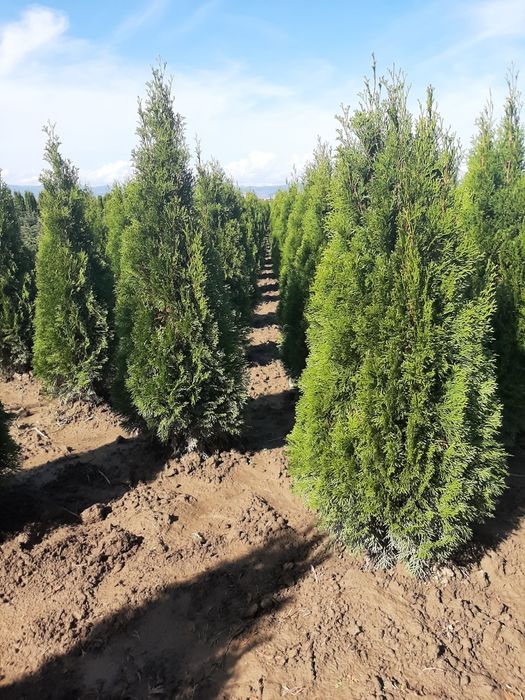 Vindem tuia brazi etc