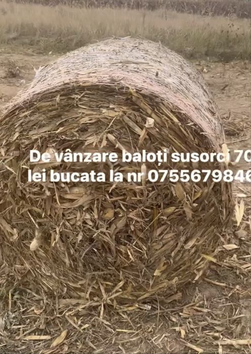 Baloti susorci 2025